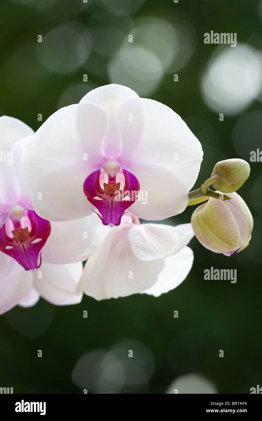 Weiße Phalaenopsis Nachtfalter Orchidee 5 Stockfoto