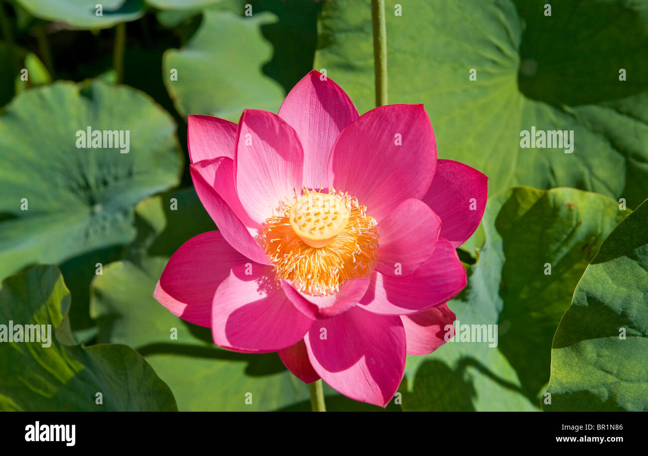 Nahaufnahme von einer Seerose in Monets Garten Giverny Frankreich Stockfoto