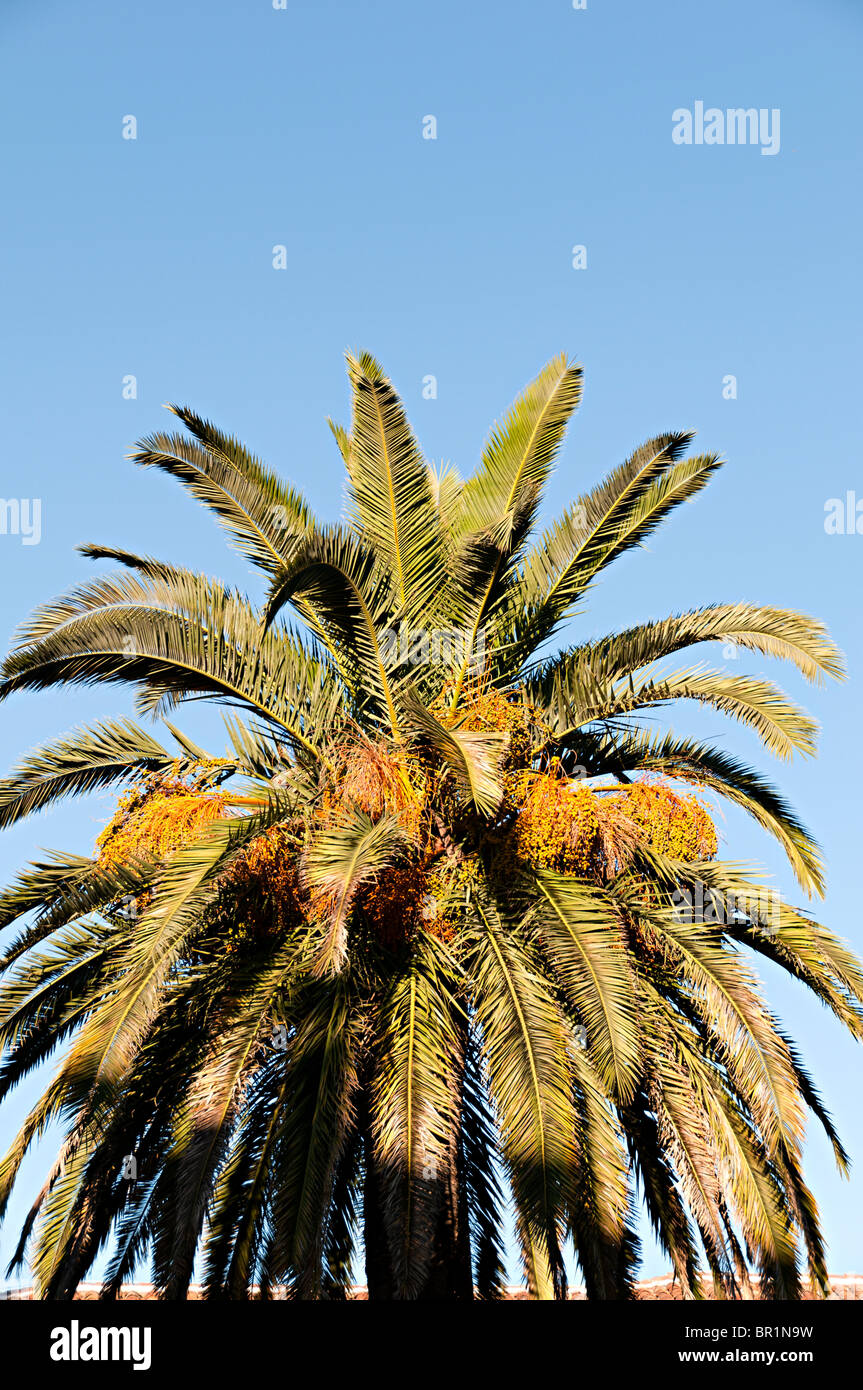 typische Spitze einer Palme in Südspanien, die oft an Stränden gefunden Stockfoto