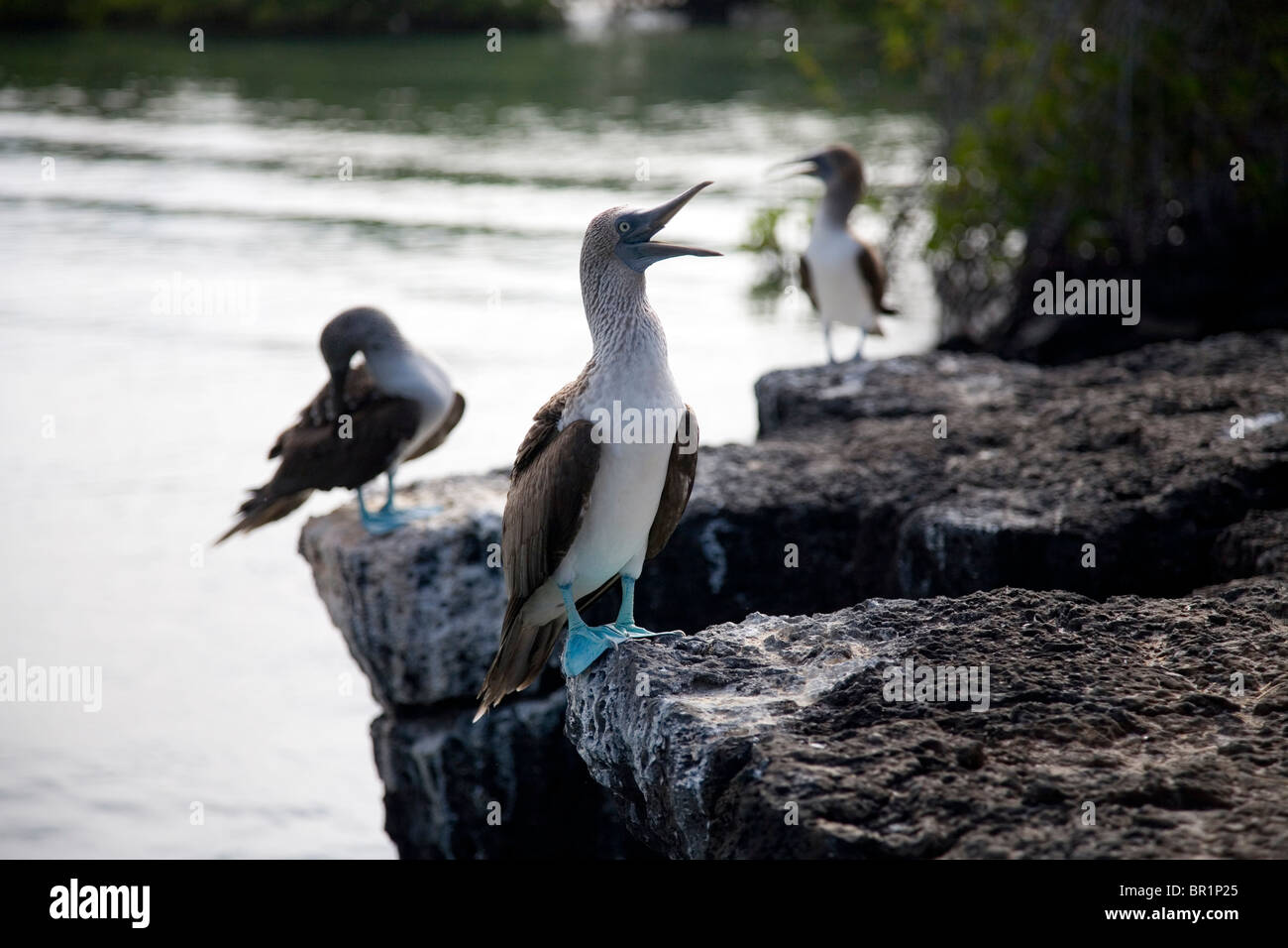 Eine blaue footed Boobie (Sula Nebouxii) macht seine unverwechselbaren Ruf auf der Insel Santa Cruz in den Galapagos-Inseln, Ecuador. Stockfoto