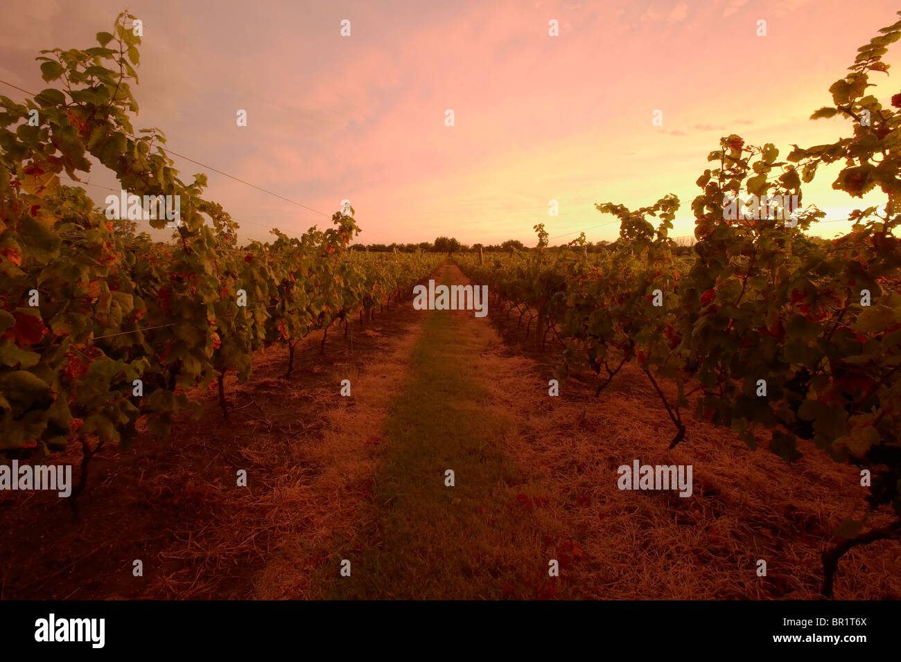 Ein Weinberg bei Sonnenuntergang in Uruguay. Stockfoto