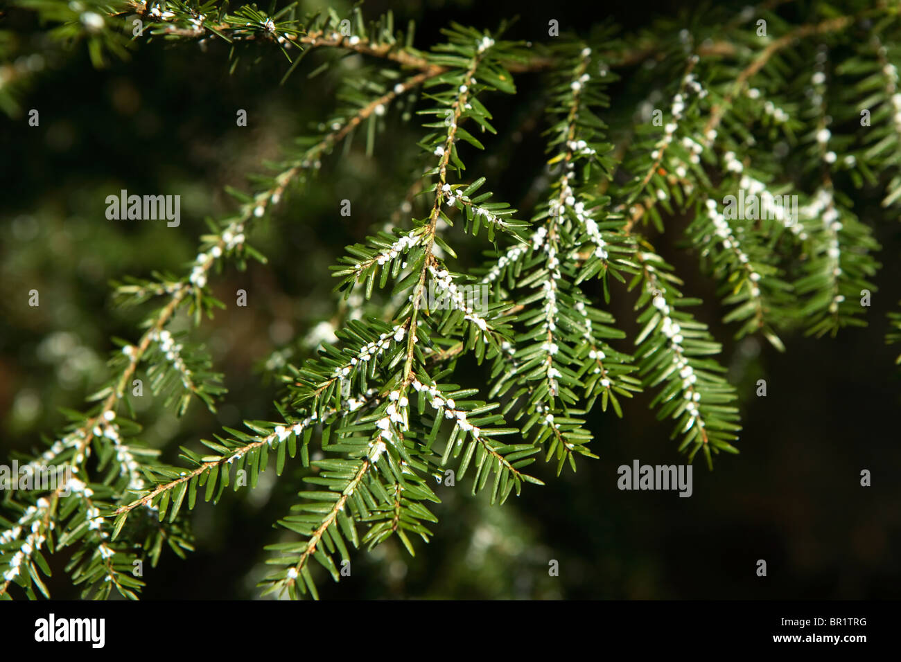 Die Ei-Säcke von Schierling wolliges Adelgid (Adelges Tsugae) Klammern sich an einen Baum Carolina Hemlocktanne (Tsuga Caroliniana) in Asheville, Stockfoto