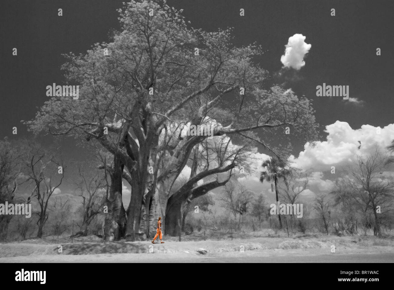 Eine junge Frau untersucht das Ausmaß einer afrikanischen Baobab-Baum in der Nähe von Victoria Falls, Simbabwe (isolierte Farbe schwarz und weiß). Stockfoto
