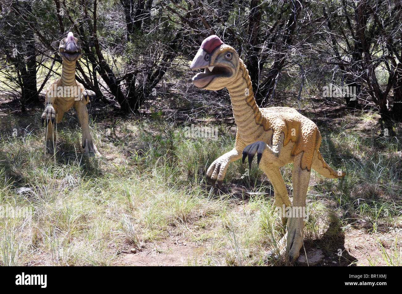 Oviraptor, Dinosaur World, Glen Rose, Texas, USA Stockfoto