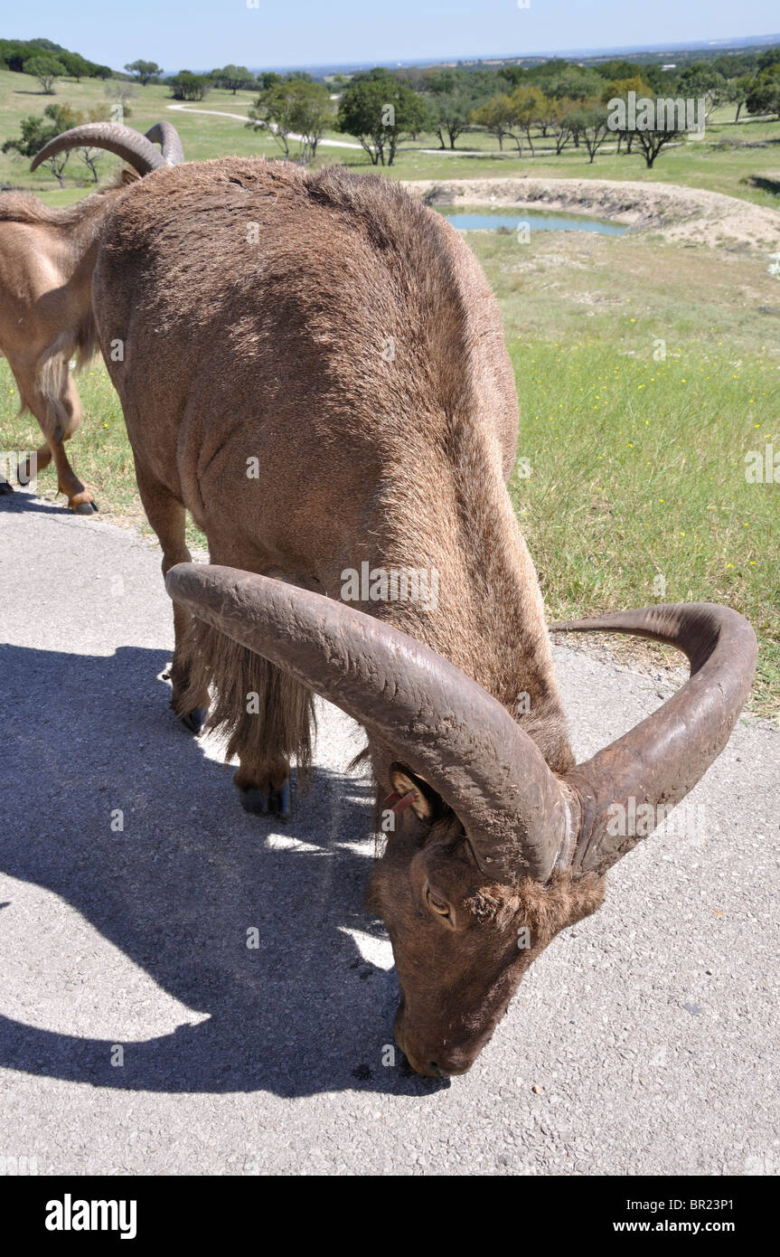 Aoudad Stockfoto