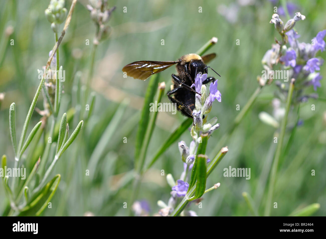 Bienen sammeln Pollen aus Lavendelblüten Stockfoto