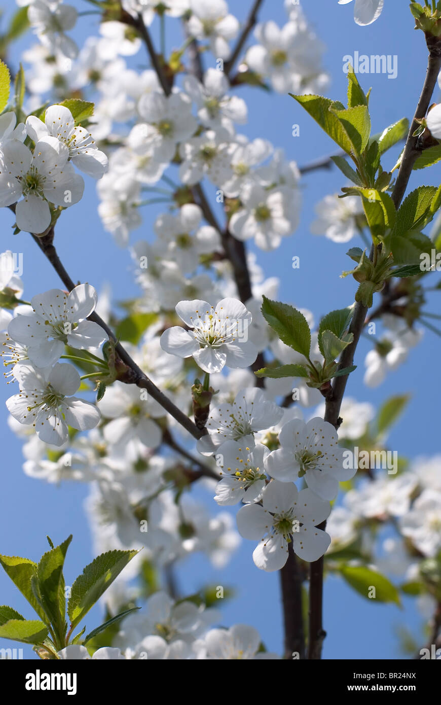 Frühling Kirschbaum in voller Blüte über Sky Stockfoto