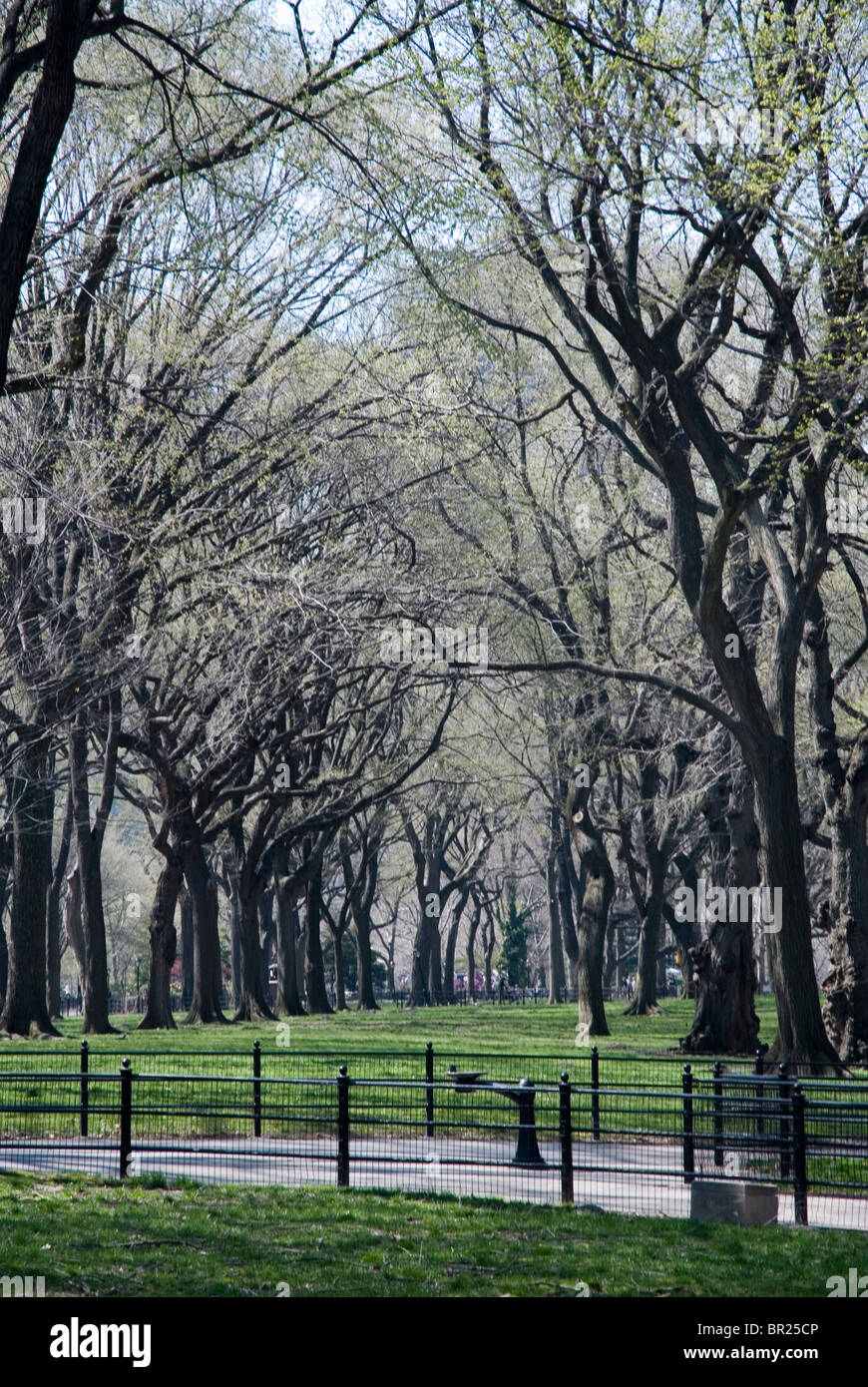 Bäume im Central Park in New York City Stockfoto