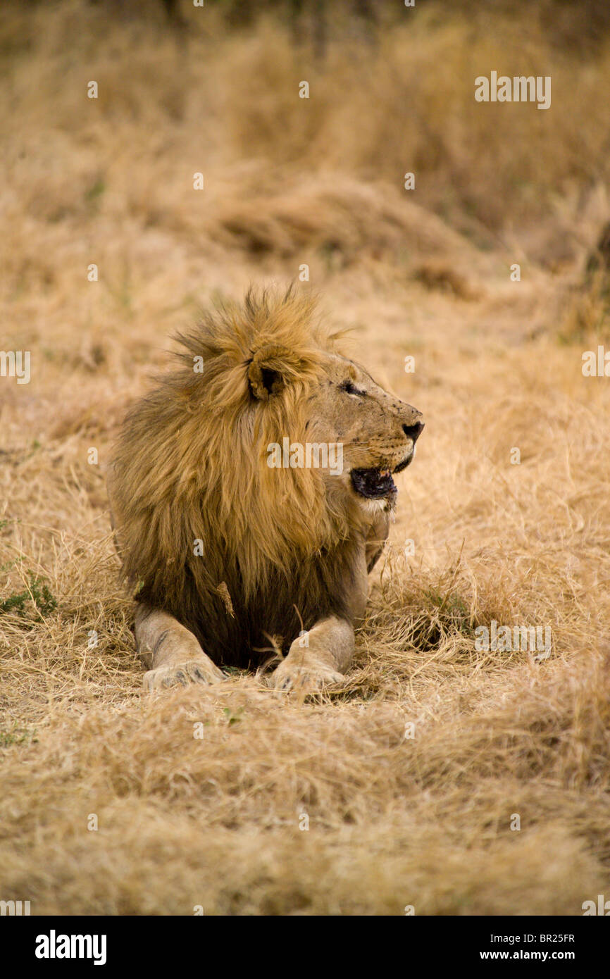 Ein erwachsener männlicher Löwe im Busch der Madikwe Game Reserve, Südafrika. Stockfoto