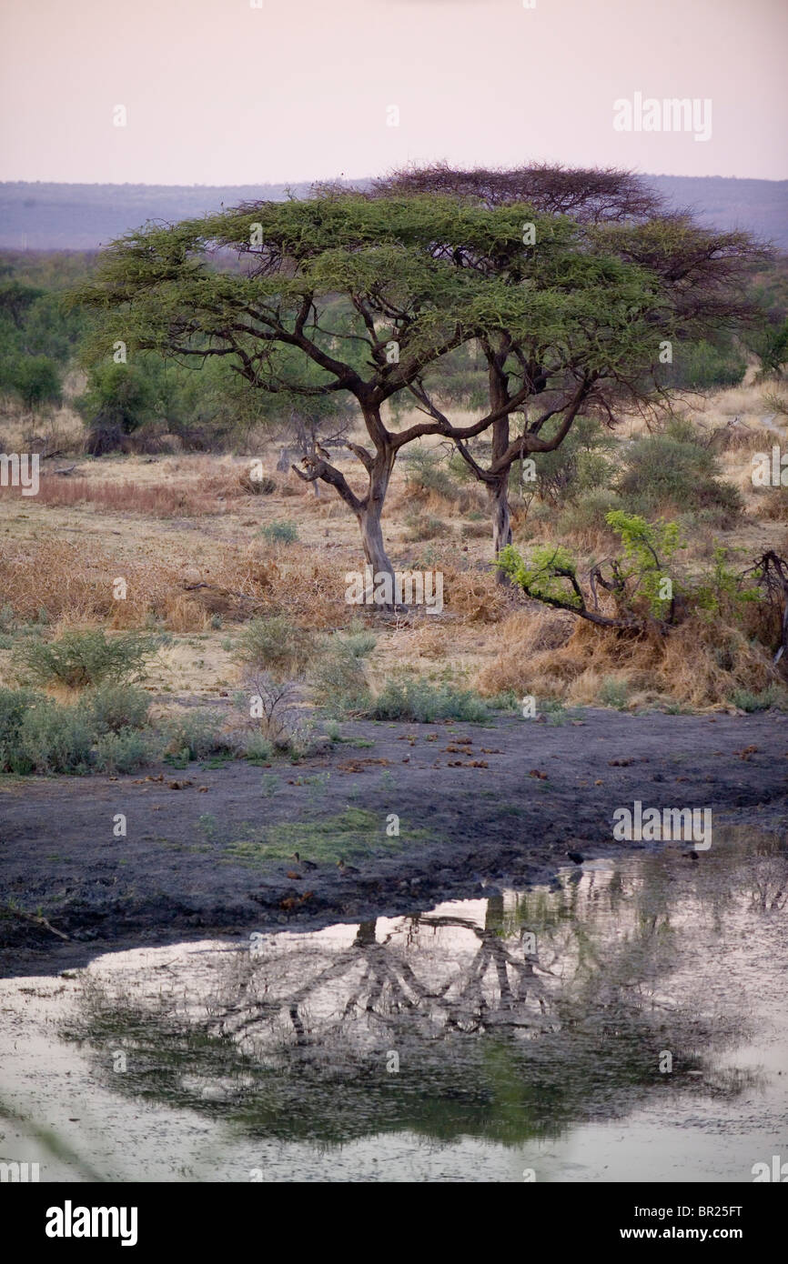 Ein afrikanischer Baum spiegelt das Wasser unter dem Madikwe Wildreservat, Südafrika. Stockfoto