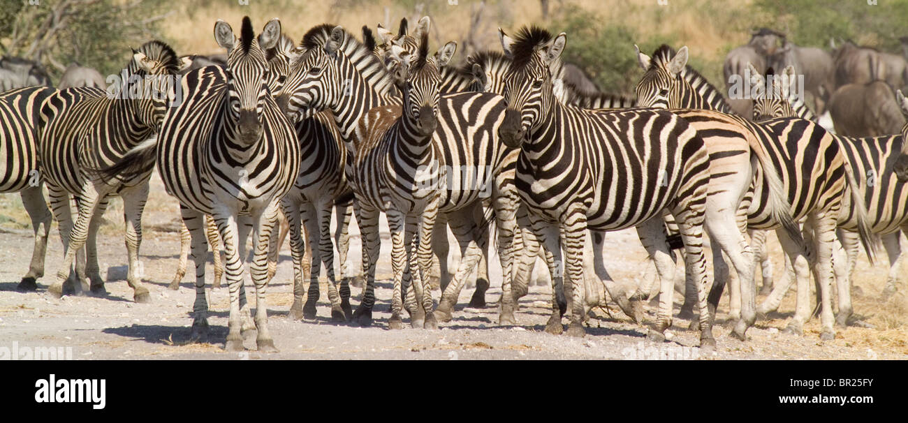Eine große Gruppe von Zebras harmonisch in jede andere Streifen in Madikwe Game Reserve, Südafrika. Stockfoto