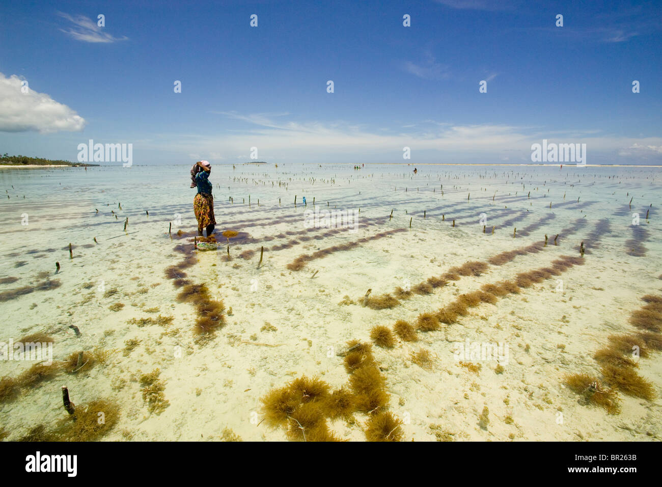 Eine Frau erntet Algen in flachen Gewässern des Indischen Ozeans, Matemwe, Zanzibar, Tansania. Stockfoto