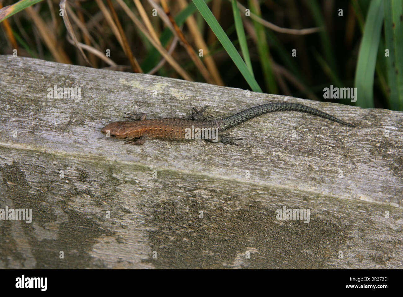 Juvenile Stamm- oder lebendgebärend Eidechse, Zootoca Vivipara, (vormals Lacerta Vivipara), Lacertilia, Squamata, Reptilia, Lacertidae. Stockfoto