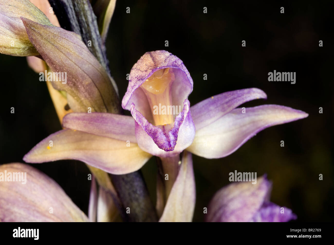 Wild Orchid Limodorum Abortivum Cesme Izmir Türkei Stockfoto