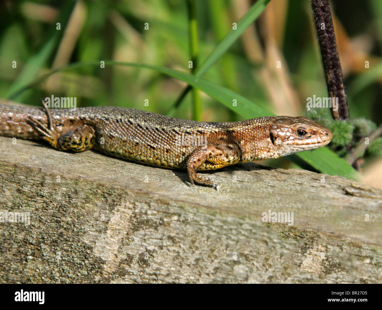 Männliche gemeinsamen oder lebendgebärend Eidechse, Zootoca Vivipara, (vormals Lacerta Vivipara), Lacertilia, Squamata, Reptilia, Lacertidae. Stockfoto