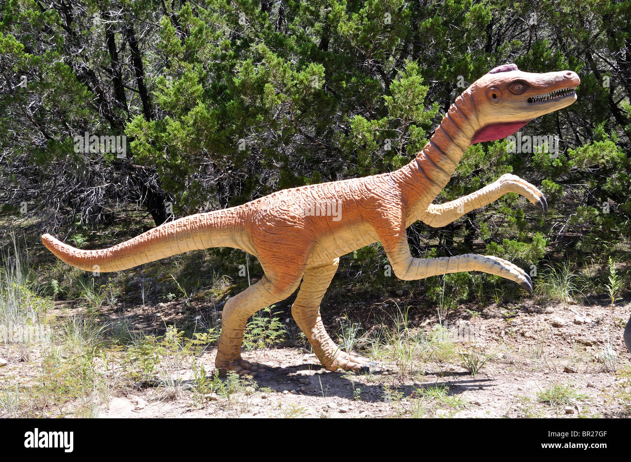Coelophysis, Dinosaur World, Glen Rose, Texas, USA Stockfoto