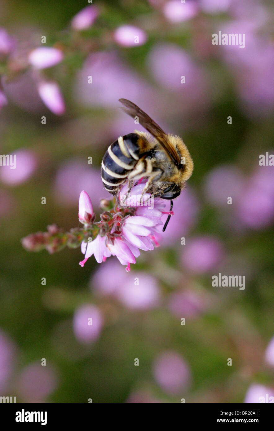 Einsame Mining Bee, Colletes Succinctus, Colletinae, Apoidea, Taillenwespen, Hymenoptera. Fütterung auf Heather auf Heideland. Stockfoto