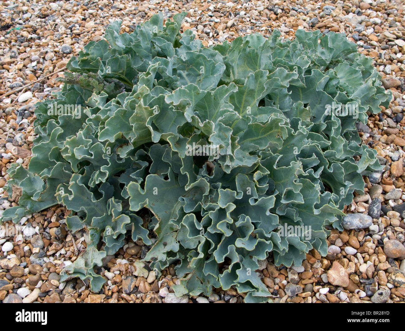 Meer Kohl Grünkohl Crambe Maritima wächst an einem Strand in Sussex Stockfoto