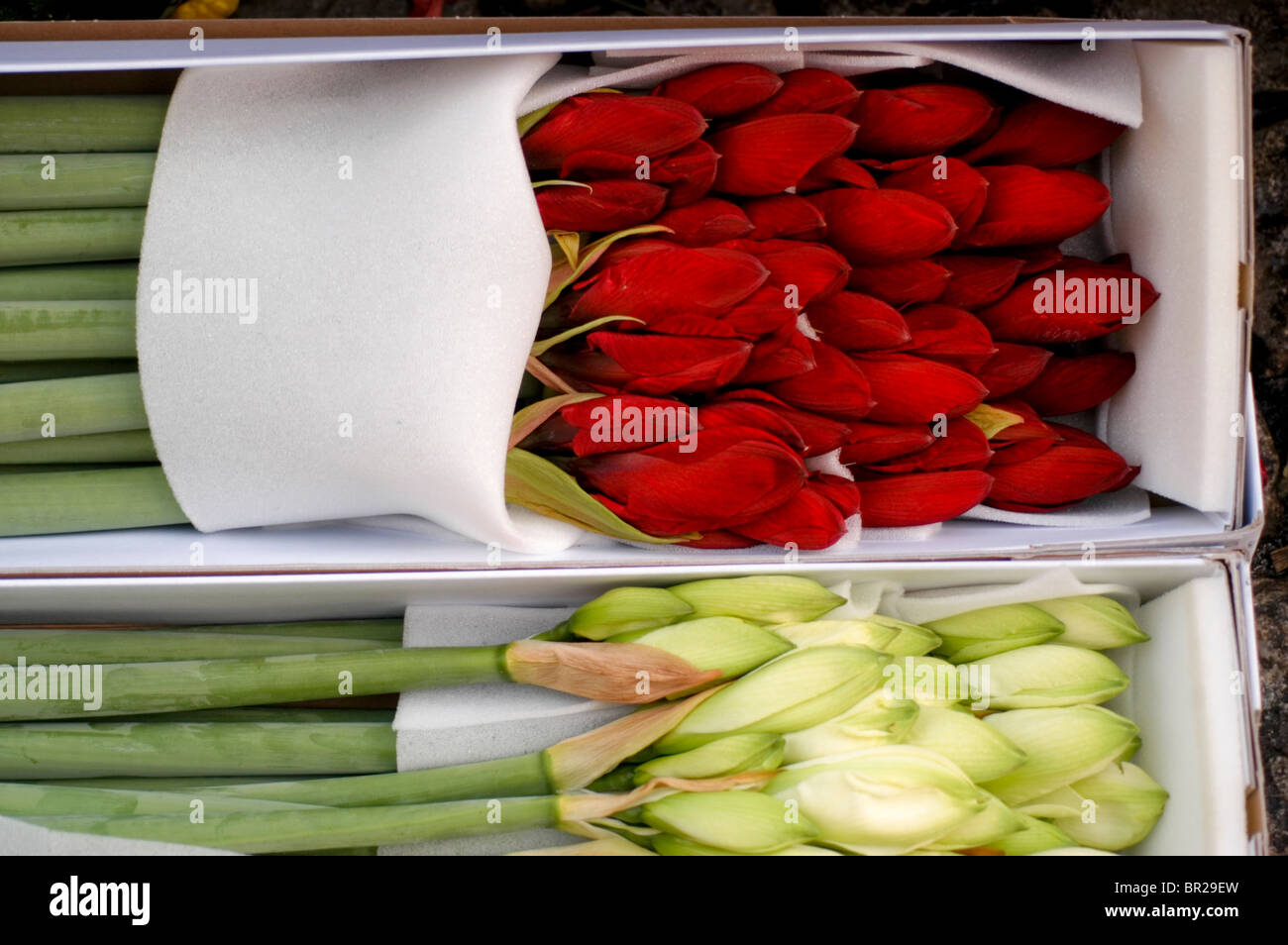 Verpackte Tulpen werden in einem Markt in Kopenhagen im Spätherbst verkauft. Stockfoto