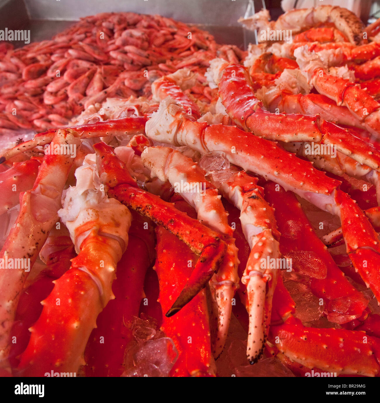 Spinne Krabben zum Verkauf an Bergen Fisch, Meer-Lebensmittel-Markt, Norwegen Stockfoto