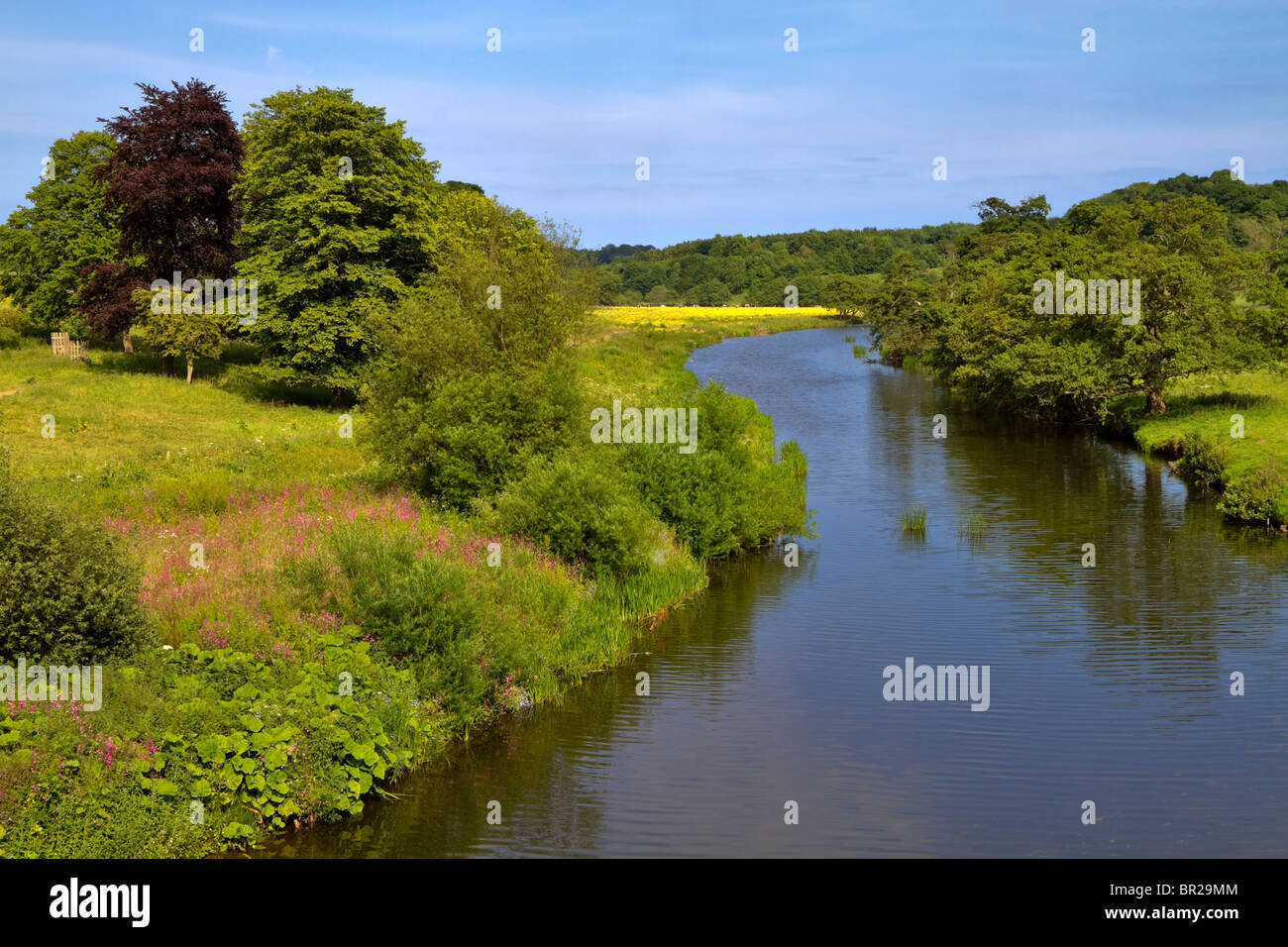 Fluß Aln, schlängelt sich durch ruhigen Landschaft in der Nähe von Alnwick, Northumberland Stockfoto