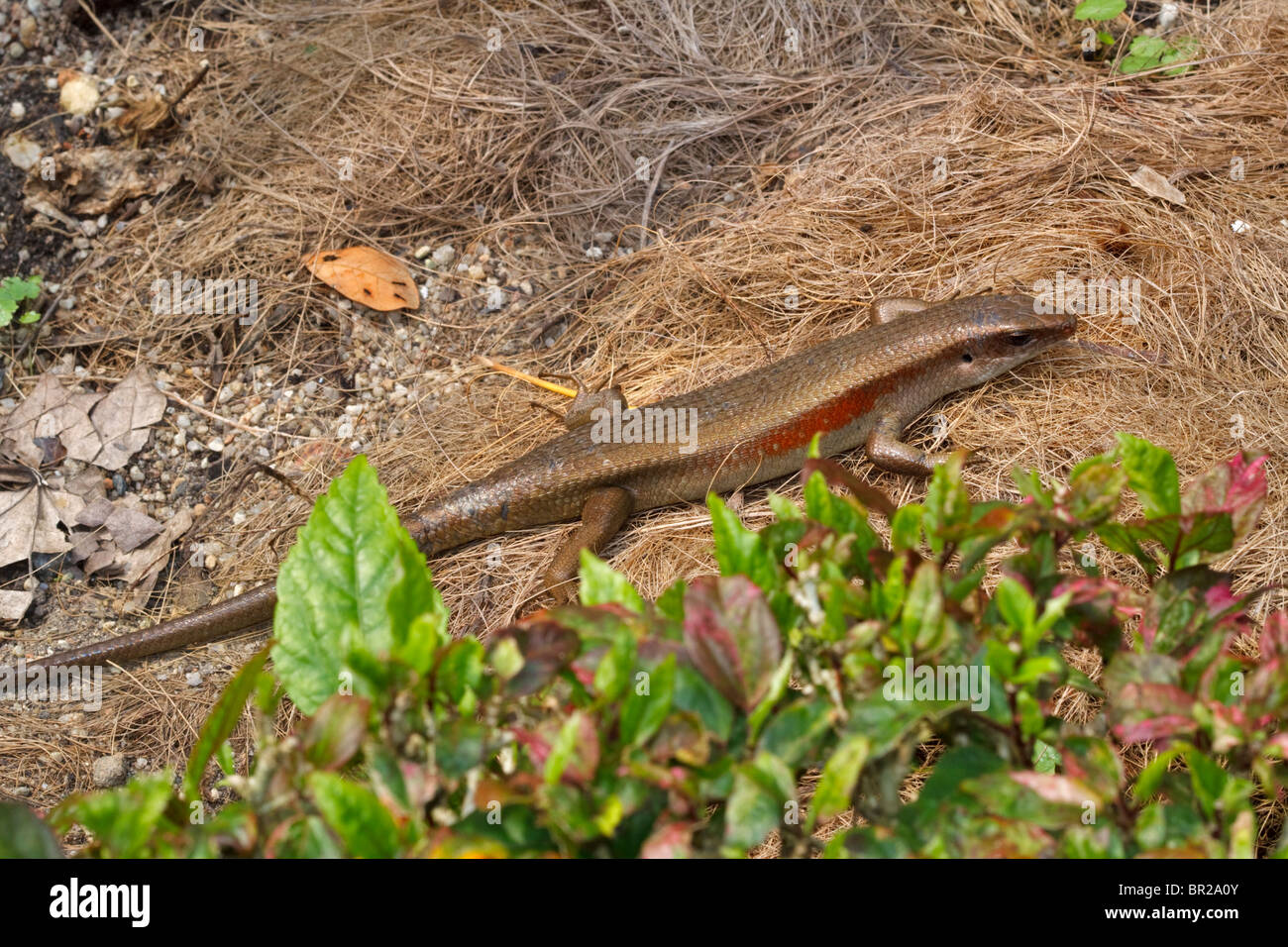 Gemeinsame Sonne Skink, Eutropis multifasciata Stockfoto