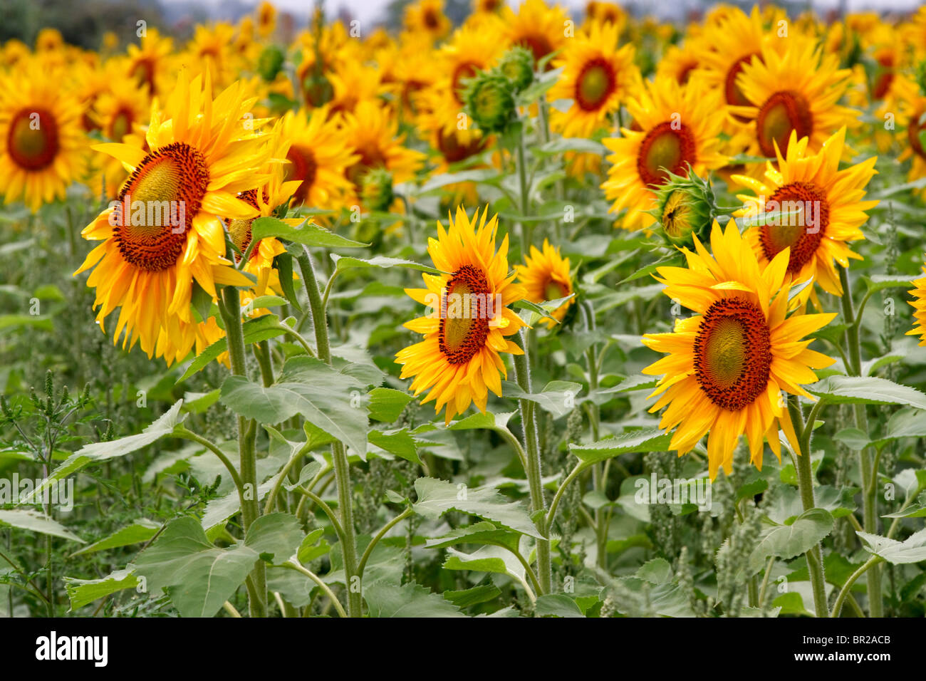 Sonnenblumen drehen ihre Köpfe der Sonne entgegen auf einer Farm in Prince Edward County, Ontario, Kanada Stockfoto