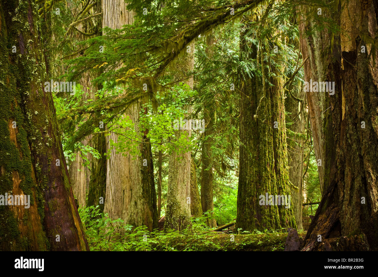 Hain der Patriarchen Trail, Mount Rainier Nationalpark, Washington. Stockfoto