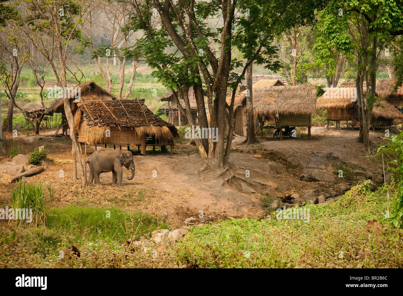 Patara Elefanten Farm; Provinz Chiang Mai; Thailand. Stockfoto