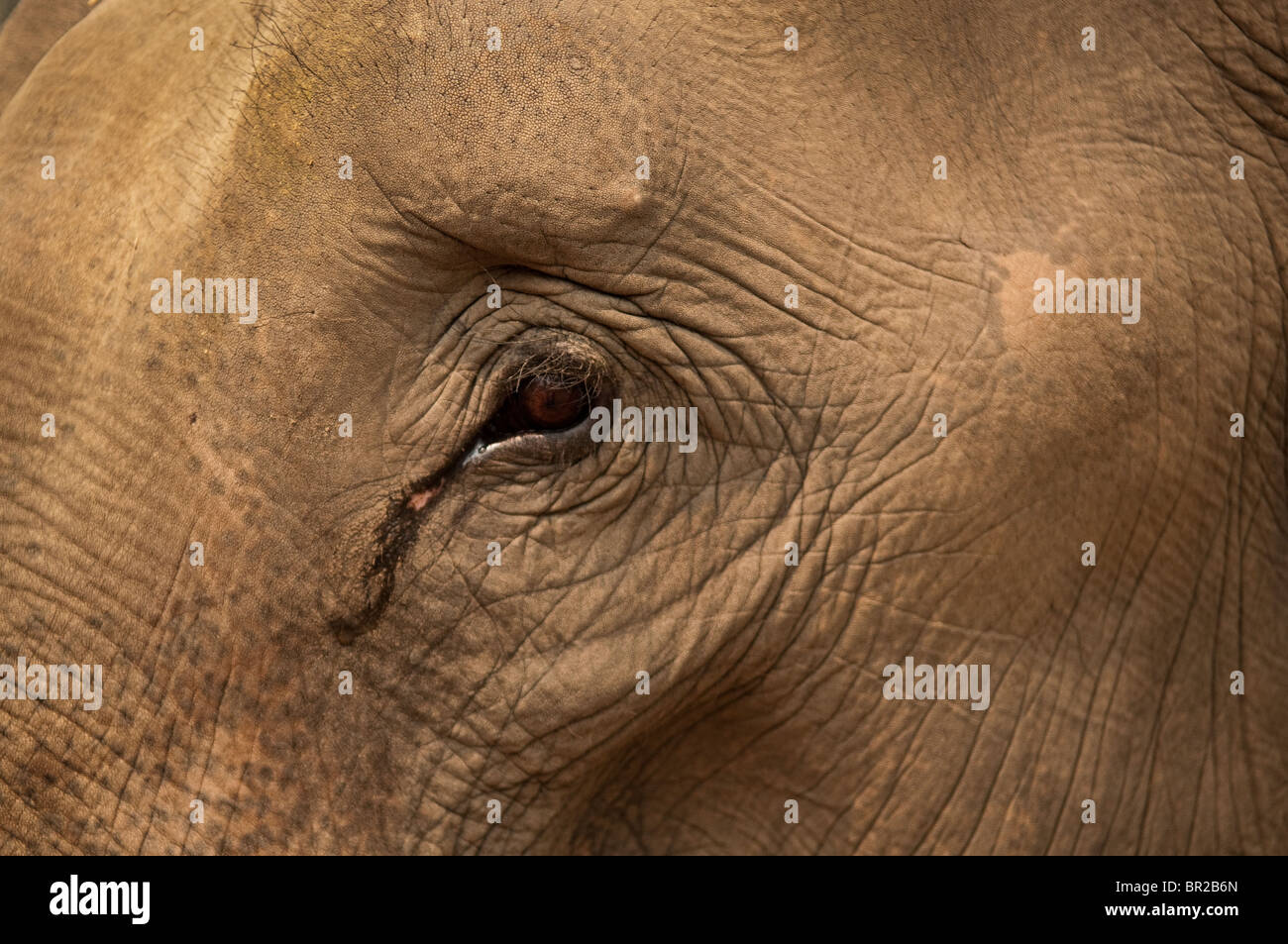 Nahaufnahme von Elefanten Auge und Haut in Patara Elefanten Farm; Chiang Mai, Thailand. Stockfoto