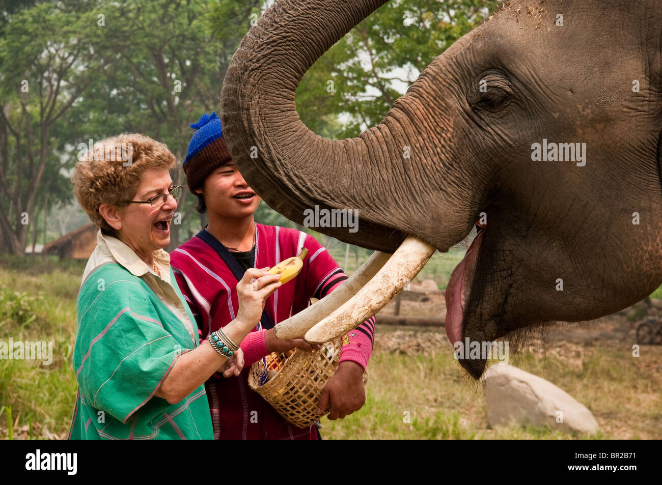 Patara Elefanten Farm, Chiang Mai, Thailand: Besucher, die Banane, Elefanten füttern. Stockfoto