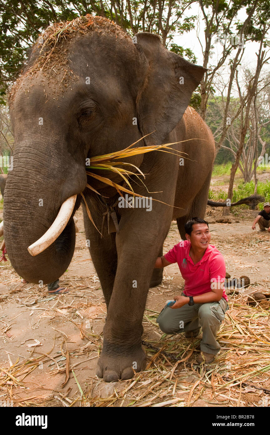Patara Elefanten Farm; Chiang Mai, Thailand: Besitzer Teerapat 'Pat' Trungpakan demonstrieren Pflege Elefanten. Stockfoto