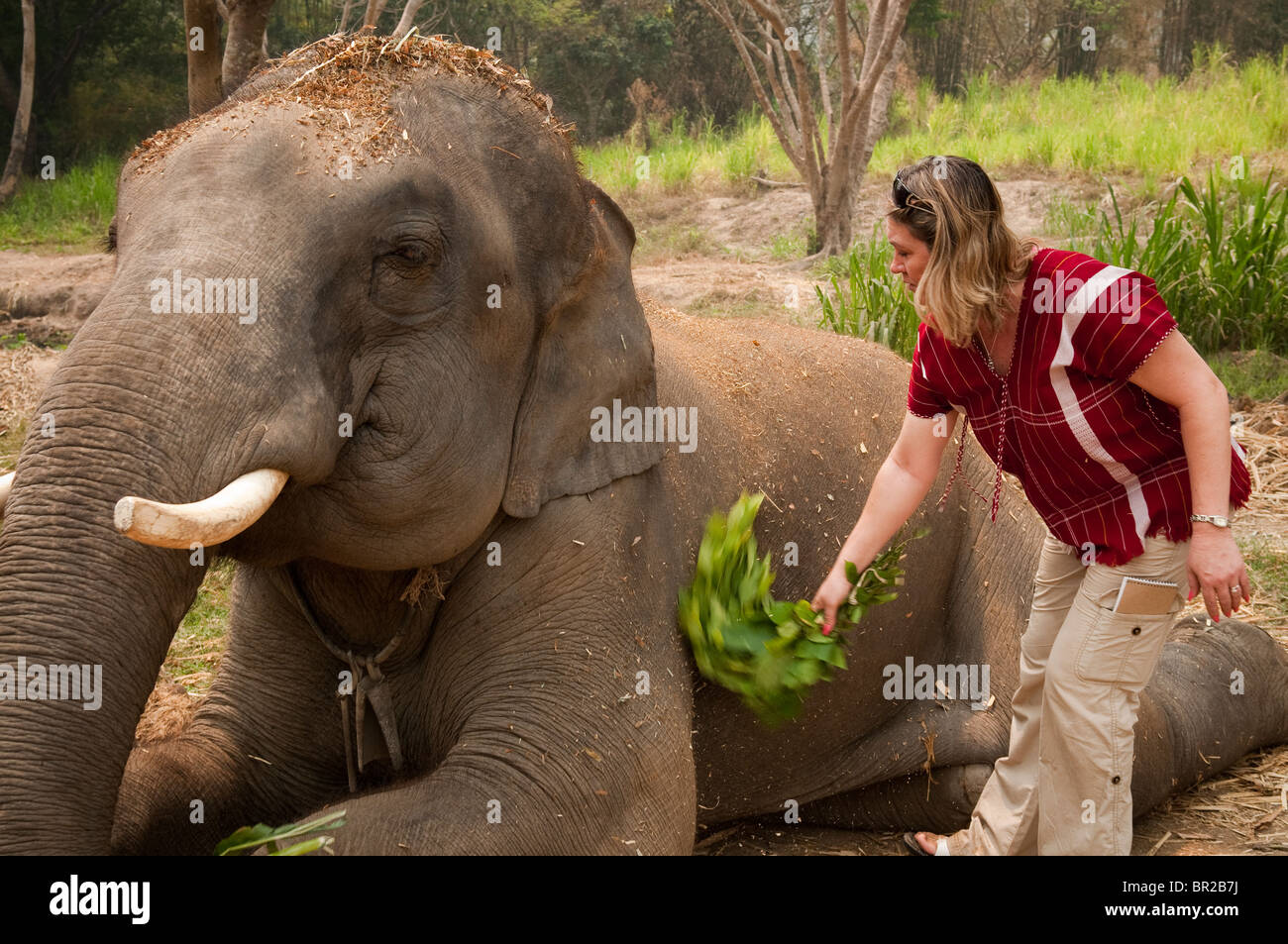 Patara Elefanten Farm; Chiang Mai, Thailand: Besucher mit einer Reihe von Blättern, um den Schmutz weg von einem Elefanten zu Bürsten. Stockfoto