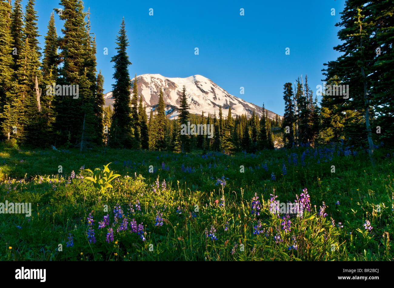 Lupine in Wiese entlang Killen Creek Trail, Mount Adams Wilderness, Cascade Mountains, Washington. Stockfoto