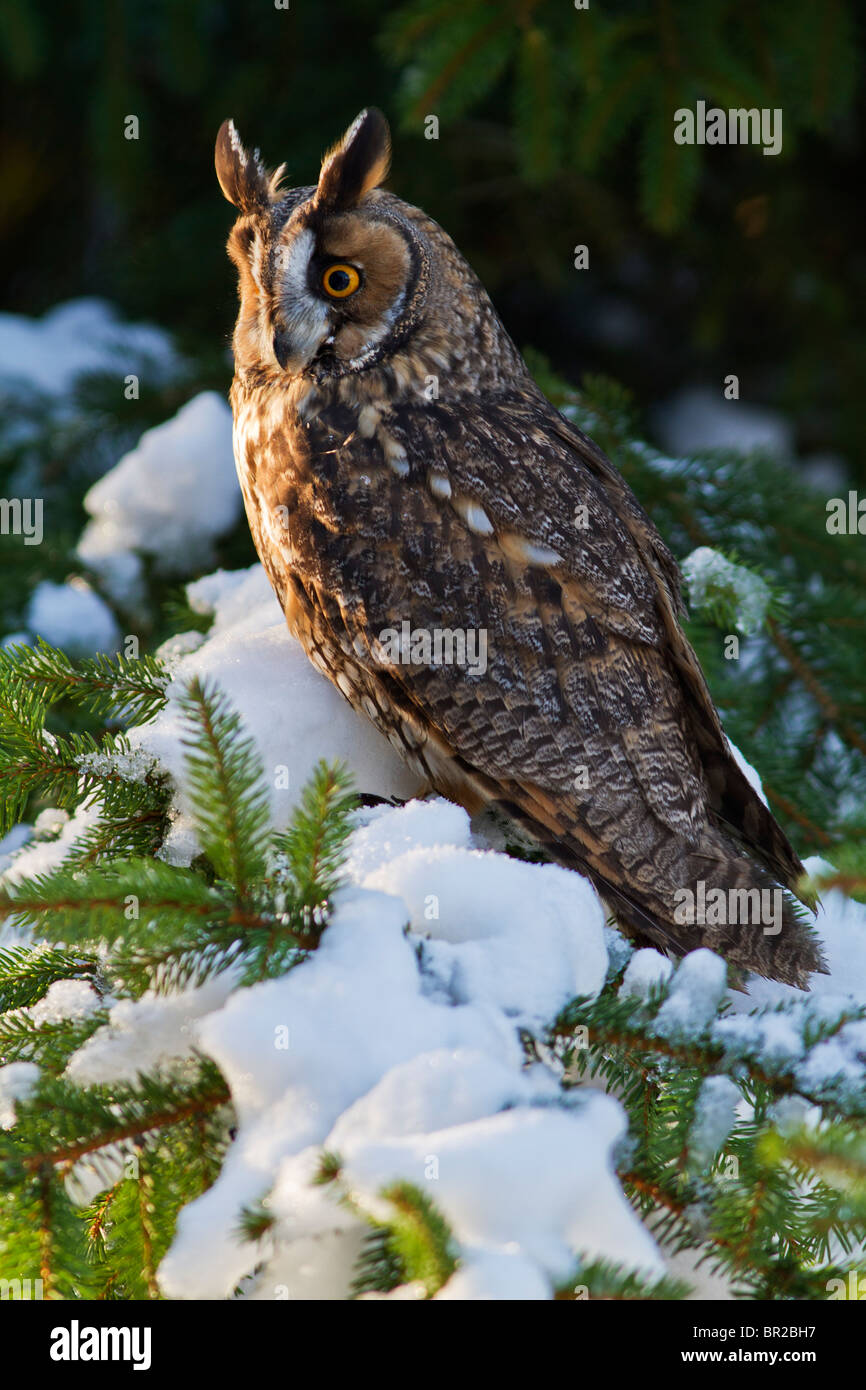 Lange eared Eule (Asio Otus) im Schnee Stockfoto