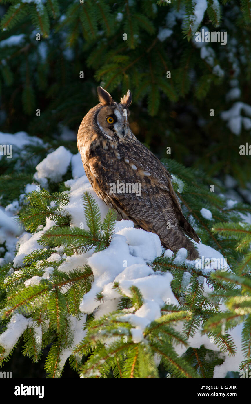 Lange eared Eule (Asio Otus) im Schnee Stockfoto