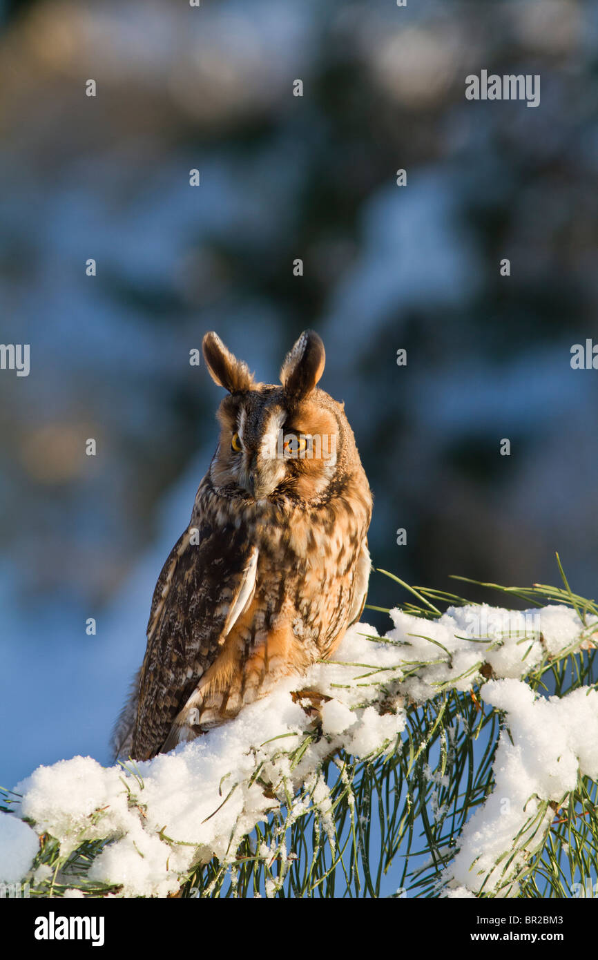 Lange eared Eule (Asio Otus) im Schnee Stockfoto