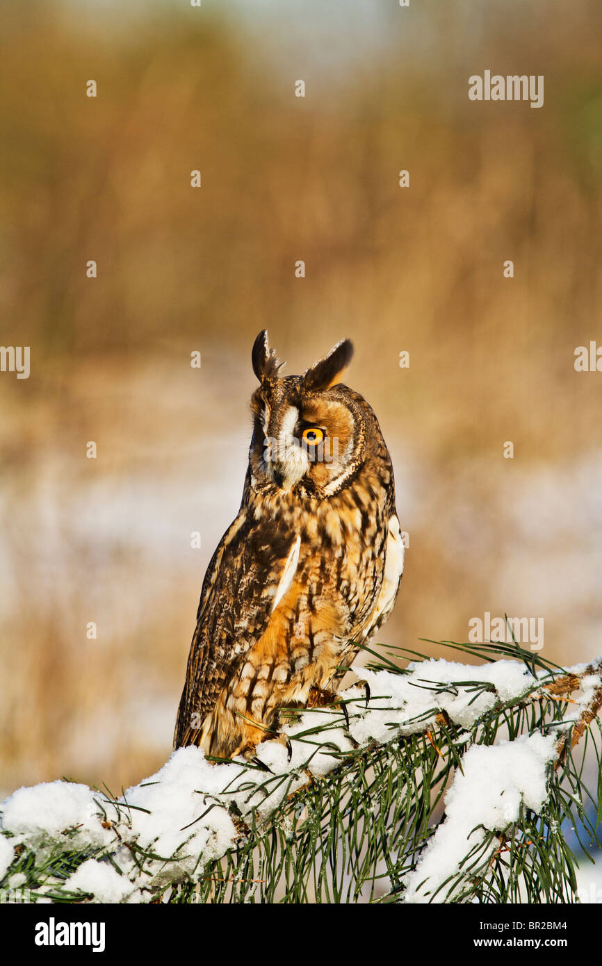 Lange eared Eule (Asio Otus) im Schnee Stockfoto