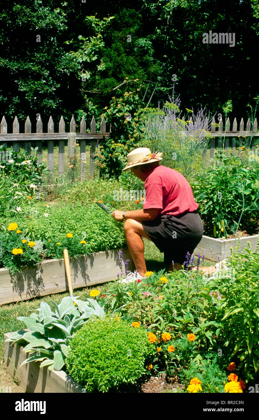 Frau arbeitet 50-65 Jahre des Alters in ihrem Garten der großen Hochbeeten mit Blumen und Gemüse im Sommer, Midwest Stockfoto