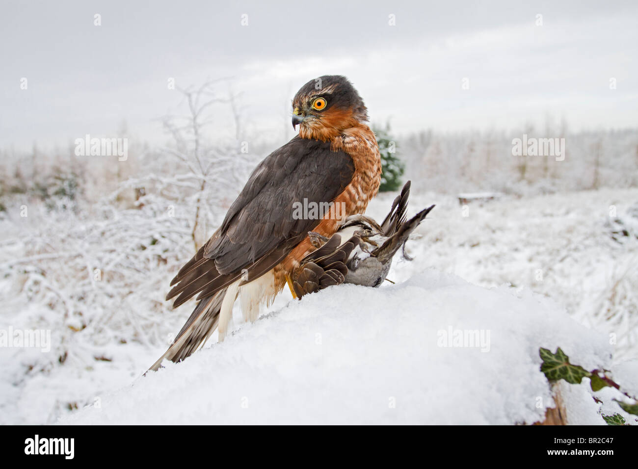 Sparrowhawk männlich (Accipiter Nisus) im Schnee mit Beute Stockfoto