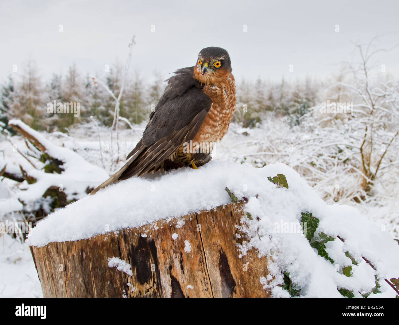 Sparrowhawk männlich (Accipiter Nisus) im Schnee mit Beute Stockfoto