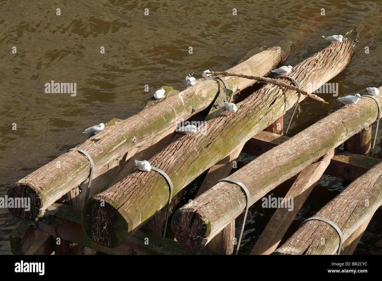 Weiße Vögel zur Karlsbrücke über die Moldau in Prag, Tschechische Republik, August 2010 Stockfoto Weiße Vögel zur Karlsbrücke über die Moldau in Prag, Tschechische Republik, August 2010 Stockfoto