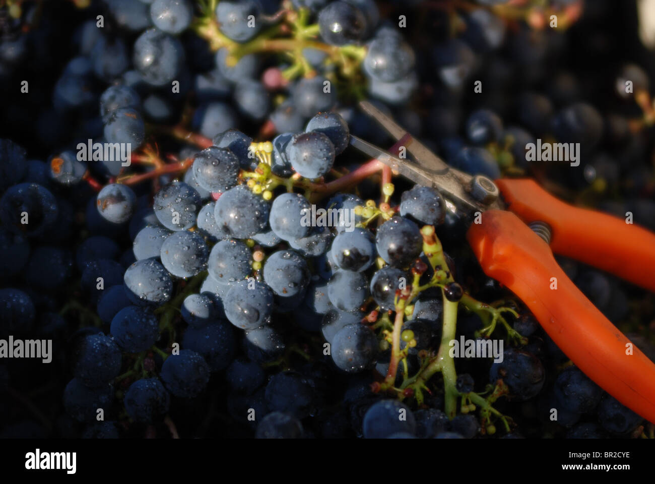 Trauben in weiches Licht, Stillleben Stockfoto