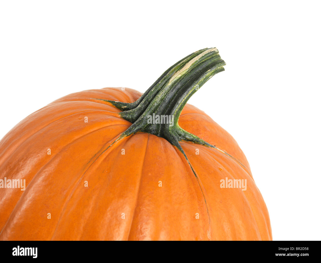 Nahaufnahme von einem Kürbis isoliert auf weißem Hintergrund Stockfoto