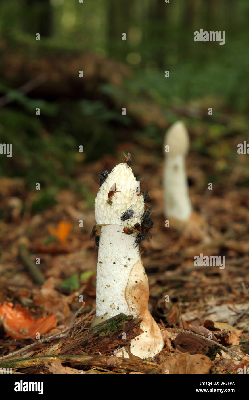 gemeinsamen Stinkmorchel Phallus Impudicus mit fliegt auf cap 07 Stockfoto