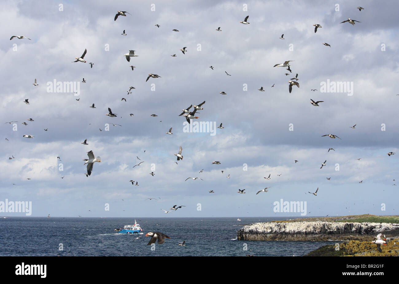 Viele Vögel nehmen Sie in Panik, da ein Reiher vom Festland auf die Farne Islands in Northumberland, England, UK landet. Stockfoto