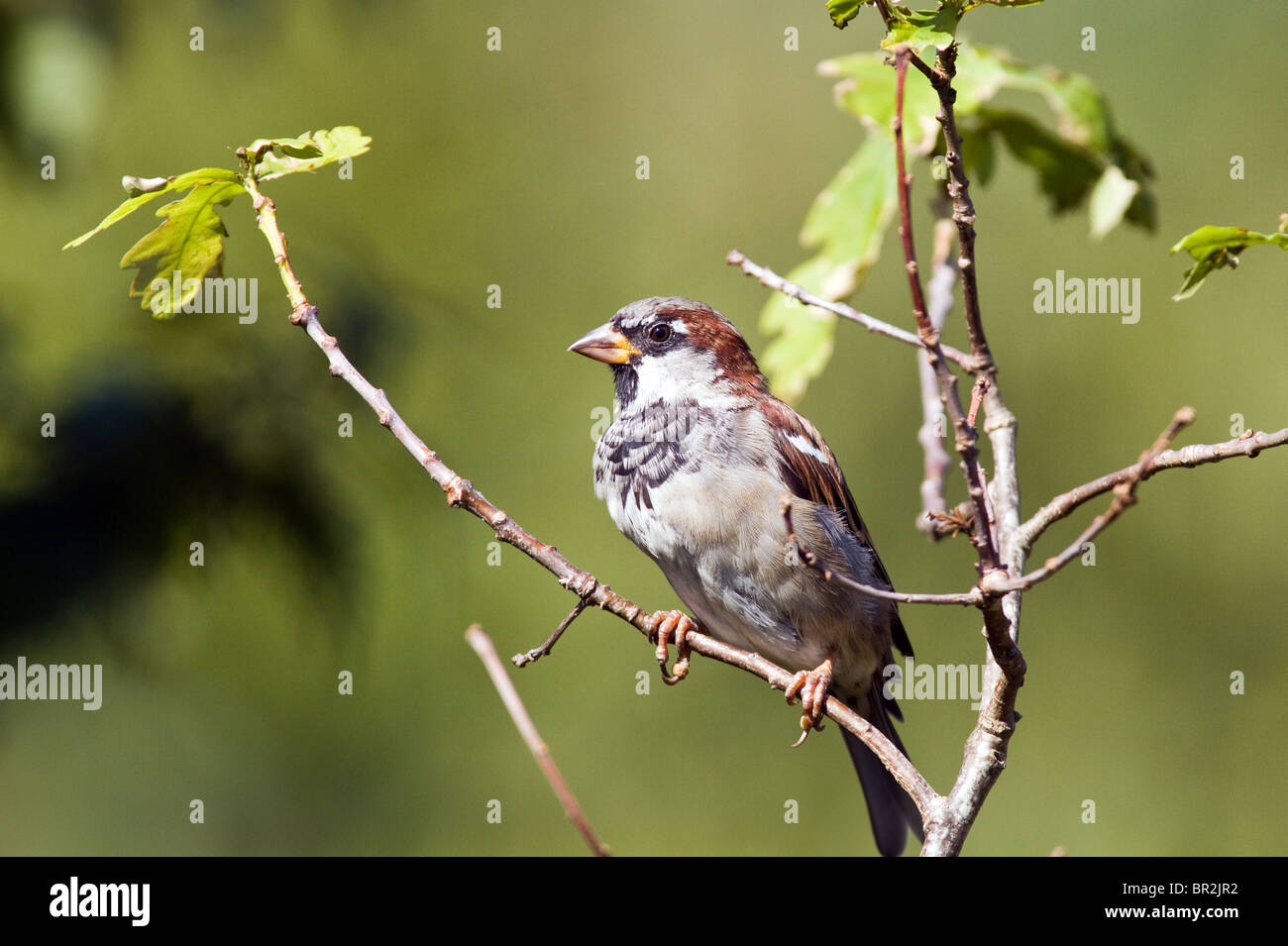 Haussperling (Passer Domesticus) Stockfoto