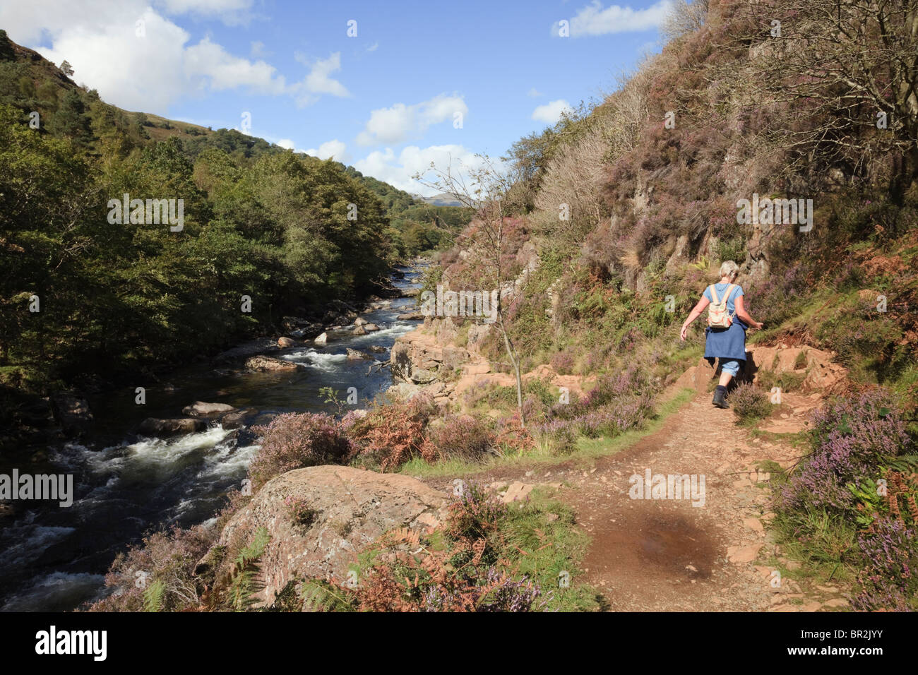 Frau Walker zu Fuß am Uferweg durch Afon Glaslyn Fluss in Aberglaslyn Pass in Snowdonia in der Nähe von Beddgelert, North Wales, UK. Stockfoto