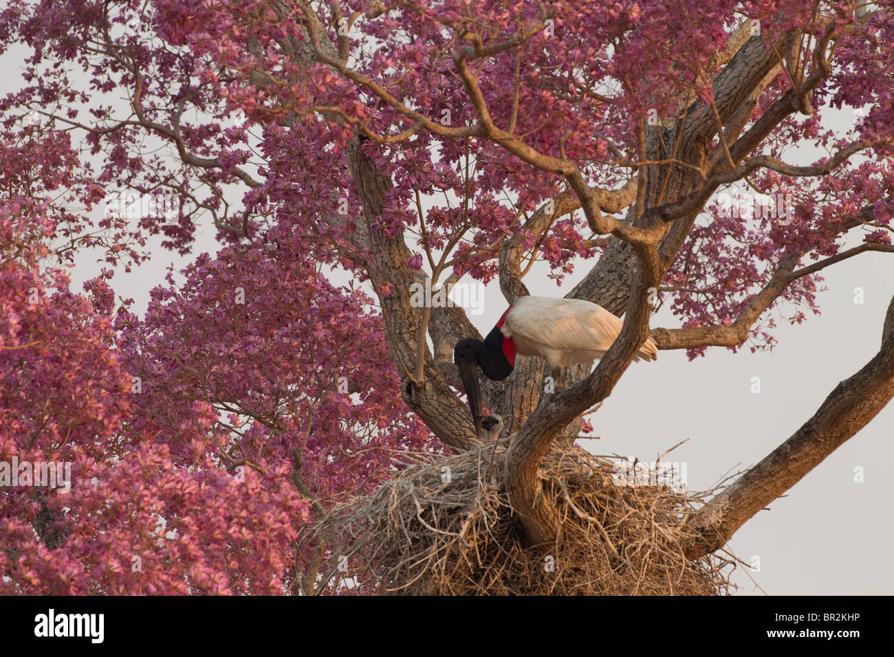 Jabiru-Storch füttern Babys im Nest in Brasilien Pantanal Stockfoto