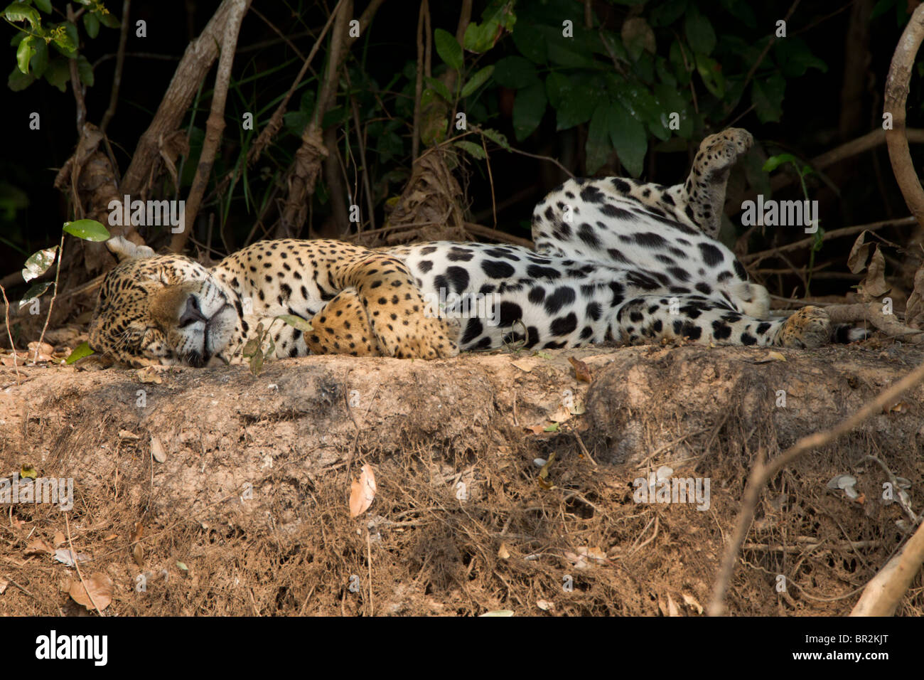 Jaguar in Brasilien Pantanal mit Hinterbein Hilfe oben schlafen Stockfoto